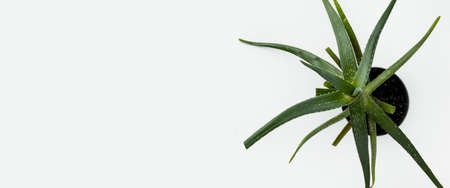 Aloe vera flower in a pot on a white background. Top view, flat lay. Banner.の写真素材