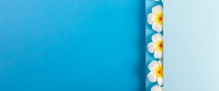 Frangipani flowers peek out from a folded blue paper background. Top view, flat lay. Banner.