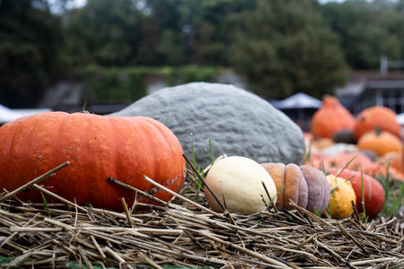 Background of a lot of pumpkins. Harvest, pumpkin festival.の写真素材