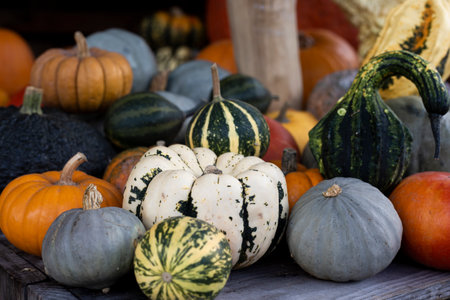 Background of multicolored decorative mini pumpkins. Harvest, pumpkin exhibition.