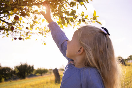 Girl blonde child picks an apple from a tree in the garden.の写真素材