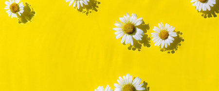 Chamomile flowers on a yellow water background. Top view flat lay. Banner.の写真素材