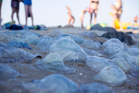 Many large jellyfish and people standing on the sandy beach.の写真素材