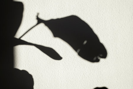 The shadow of a palm leaf on a white wall.の写真素材