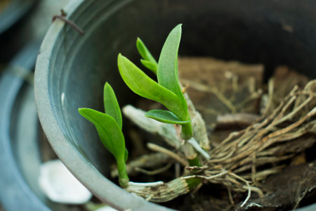 Orchids that growの写真素材