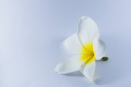 Plumeria flowers in white on a white background.の写真素材