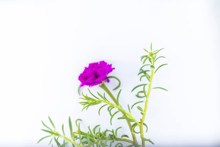 Pink flowers with white background.の写真素材