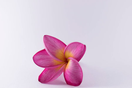 Plumeria flowers on a white background.の写真素材
