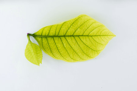 Green leaves with white background.