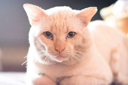 White cat looking at youの写真素材