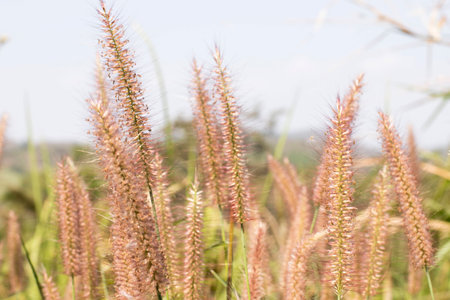Mission Grass or  flower