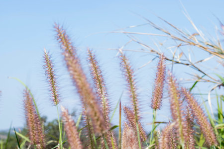 Mission Grass or  flowerの写真素材