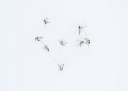 Many of dead mosquitoes on a white background.の写真素材