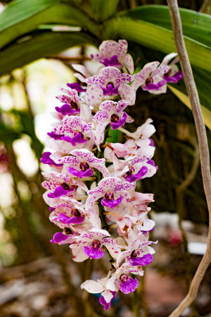 Beautiful white orchidの写真素材