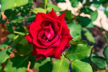 Beautiful red roses from the garden.の写真素材