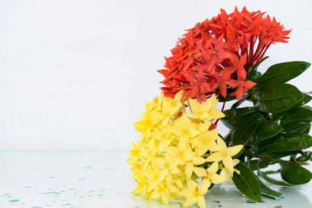 2 red and yellow flowersの写真素材