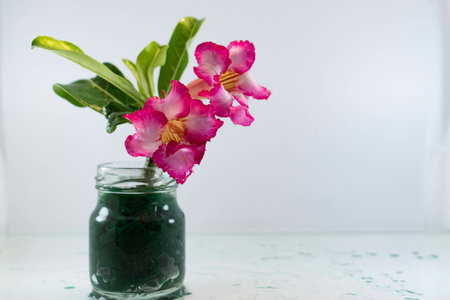 Adenium is the name of a species of colorful flowersの写真素材
