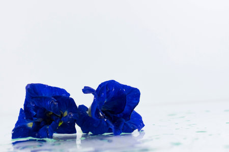 Pea flowers isolated on white backgroundの写真素材