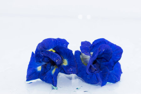 Pea flowers isolated on white backgroundの写真素材