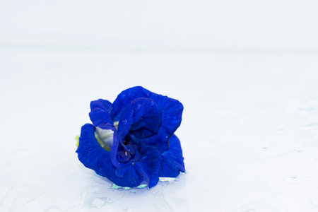 Pea flowers isolated on white background