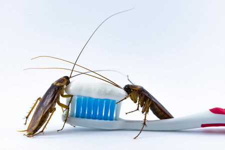 Cockroaches are on the toothbrush on a white background.の写真素材