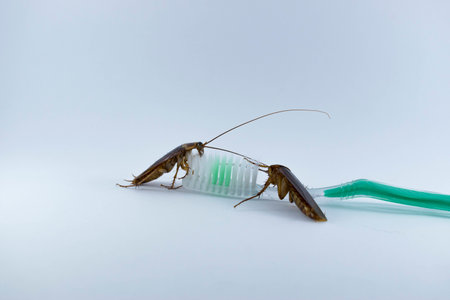 Cockroaches are on the toothbrush on a white background.の写真素材