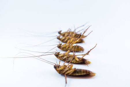 Group of dead cockroaches isolated on white background.の写真素材