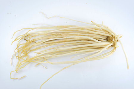 Roots of tree  on white background