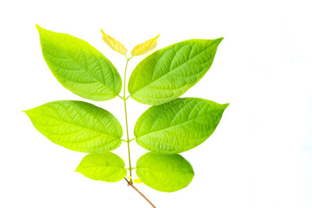 Green leaves on a white background