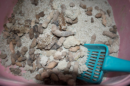 The cat scoop out of the cat toilet.の写真素材