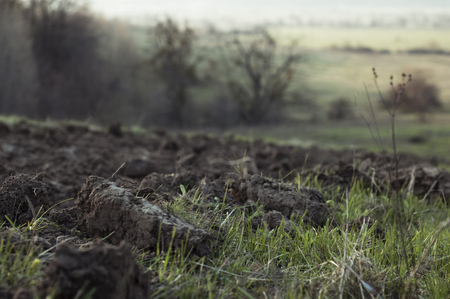 Horizontal Photo of plowing and fresh young green grass の写真素材