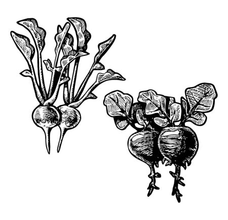 Vector  illustration of a radish stylized as engraving. のイラスト素材