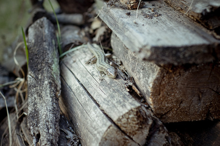 Photo of a lizard lying on the logs. 