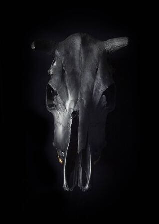 Photo of bulls skull on black background . Face view.の写真素材