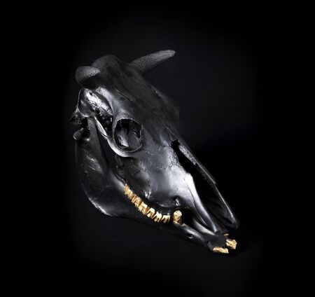3/4 view photo of black cow skull on black backgroundの写真素材