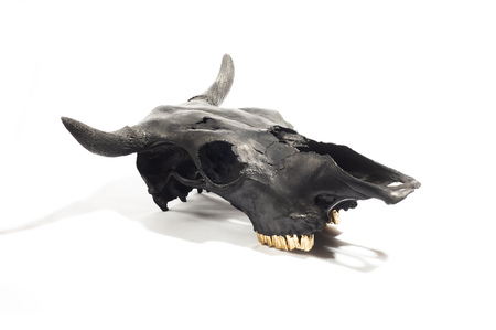 three quarter view photo of cow skull on white backgroundの写真素材