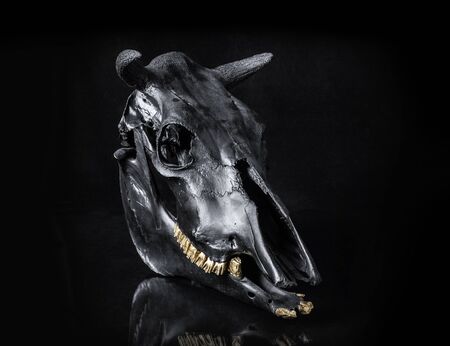 Three quarter view photo of black cow skull on black backgroundの写真素材