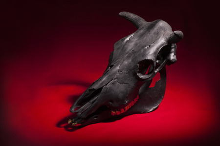three quarter view photo of cow skull on red backgroundの写真素材