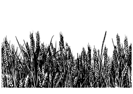 Horizontal illustration of wheat field in old-fashioned hand drawn style.のイラスト素材