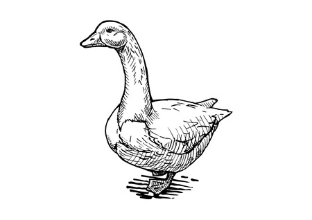 Vector hand drawn illustration of goose in vintage engraved style. isolated on white.のイラスト素材