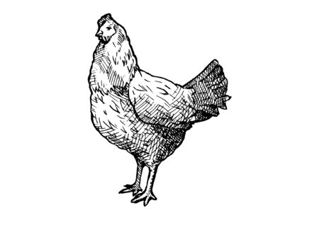 Vector hand drawn illustration of hen in vintage engraved style. Black and white, isolated on white.のイラスト素材