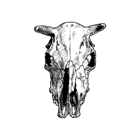 Vector illustration of bull skull stylized as engraving. full face views. のイラスト素材
