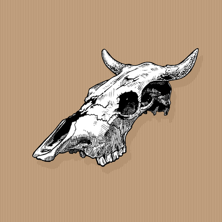 A Vector illustration of bull and cow skull stylized as engraving on kraft paper background. three-quarter views.のイラスト素材