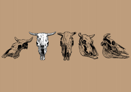 A Vector illustration set of bull and cow skull stylized as engraving. Profile, full face and three-quarter views. On Kraft paper background.のイラスト素材