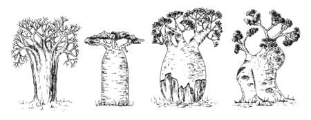 Vector hand drawn illustration of giant thick African savanna baobab trees set in vintage engraved style. Isolated on white background.のイラスト素材