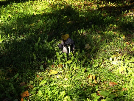 mushrooms in green grassの写真素材