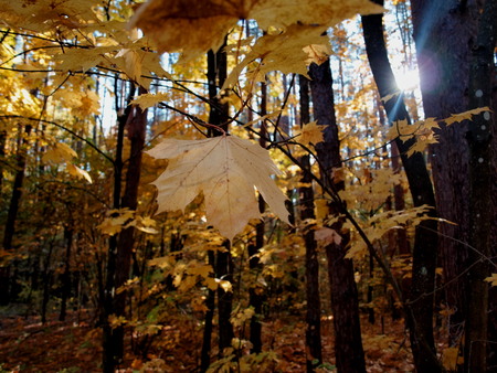 Maple leaf on a tree on a Sunny dayの写真素材