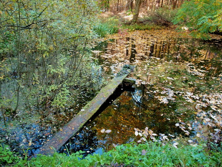 Forest pond with fallen leaves and shaky bridgeの写真素材