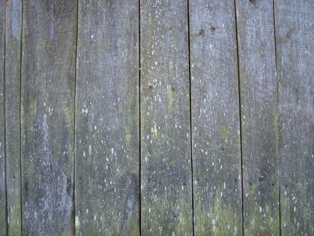 Old wooden wall of pine covered with mossの写真素材