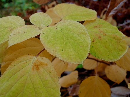 Autumn in the village withering leaves of white hydrangeaの写真素材